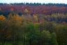 Herbstwald_Oktober_2009-II.jpg